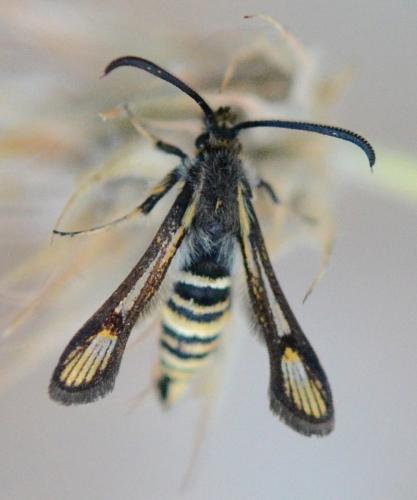 Bembecia sp.